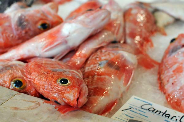 Frischer Fisch auf dem Fischmarkt in Lagos an der Algarve, Portugal