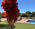 Villa Alegres_Pool