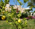 Villa Alegres_Garten