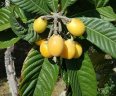 Villa Alegres_Garten
