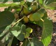 Villa Alegres_Garten