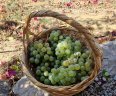 Villa Alegres_Garten
