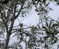 Villa Alegres_Garten_08