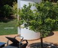 villa-essaouiera-77-Poolside-shower-lemon-tree